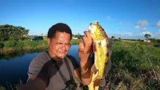 LIVE BAITING for LUKANANI (peacockbass) in the MAHAICA RIVER.