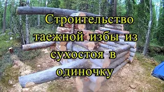 Строительство лесной избушки(зимовья) "глухариная"в одиночку.Жизнь в тайге.