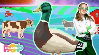 🐄 Farm Animals Song 🦆 | ESL Kids Songs | English For Kids | Planet Pop | Learn English