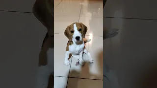 Cute Beagle Puppy Video - 4 Month-old Beagle Female Puppy #cutepuppy #furbaby #beaglepuppy #doglover