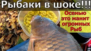 ЖАЛЬ ЧТО РАНЬШЕ НЕ ЗНАЛ. Удочка трещит и в дугу. Добавляй ЭТО в прикормку на рыбалке