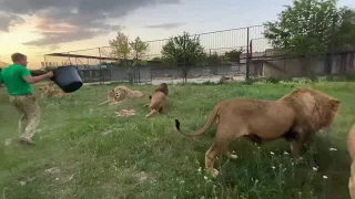 Я  ЗАБИРАЮ  МЯСО У ЛЬВОВ !!! Вы такого еще не видели ! Russian Lion man !