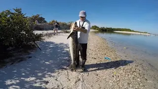 How To Catch a Cobia Under 10 Minutes