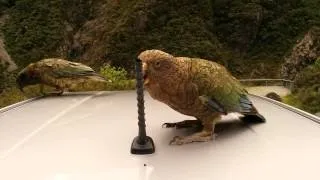 Kea Unscrewed