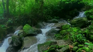 Beautiful Forest Sounds, Fantastic Birds Chirping, Babbling Brook, Nature Sounds, ASMR