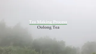 Tea Making Process-Oolong Tea 烏龍茶製作過程