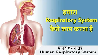 Respiratory system in Hindi I Anatomy and physiology of respiratory system I Scientech Biology
