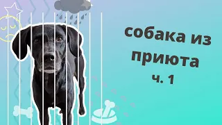 Собака из приюта часть 1. Как выбрать? Как подготовиться к ее появлению? Чему и как ее обучать?