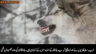 The most intelligent and cunning wolf #An amazing and touching story #A touching story about a wolf