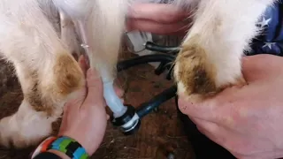 Доильный аппарат для коз Melasty