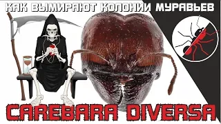 Как вымирала колония муравьев Carebara diversa