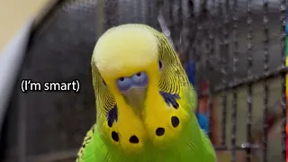 Talking Parakeet Says 40 Words in 3 Minutes! - Boba the Budgie