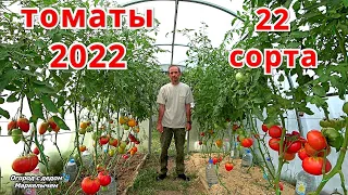 ОБЗОР ТОМАТОВ сезона 2022. Главные итоги выращивания 22 сортов.