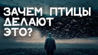 Что такое МУРМУРАЦИЯ? / Танец миллионов птиц