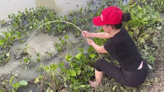 Amazing fish trap with a chicken