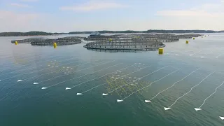 The Future of Ocean Farming: Innovations in Aquaculture