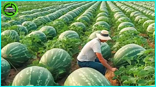 The Most Modern Agriculture Machines That Are At Another Level,How To Harvest Watermelons In Farm▶15