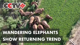 China's Migrating Elephant Herd Shows Returning Trend