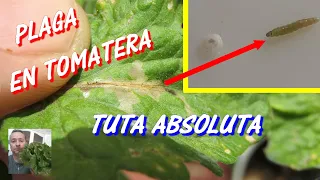 PLAGA en TOMATERA 🍅😱 | REMEDIO orgánico y biológico contra la TUTA ABSOLUTA o polilla del tomate