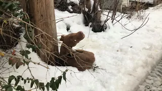 Abandoned Puppy In The Snow, Crying in Terrifed That Broke Our Hearts in Two