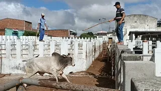 boi bravo no matadouro de lajedo