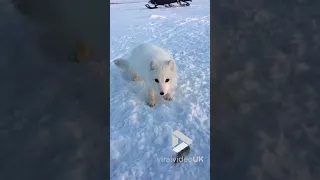 Arctic fox cub encounter