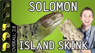 Solomon Island Prehensile-tailed Skink, The Best Pet Lizard?