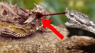 Most BIZARRE Animal Adaptations In The World!