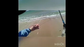 Surfcasting Du lourd du très lourd 😜