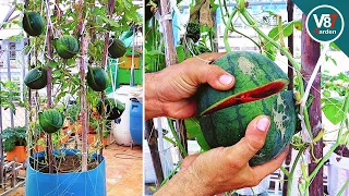 Easy grow watermelon in container at home