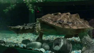 Tortuga Lagarto