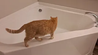 Curious and Chaotic Cats in the Bathtub