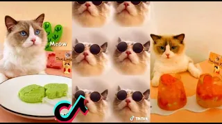 Cats Make Food 2022 ♥ That Little Puff Tiktok Compilation #7