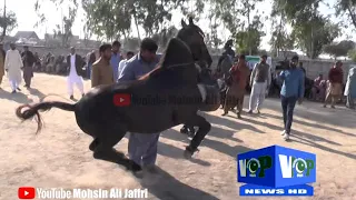 Amazing Horse dance in pakistan,2020