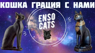 Кошка Грация опять пришла