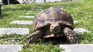 Pikachu the Sulcata Tortoise #turtles #sulcatatortoise