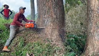 Tough Place… Cut down 2 Trembesi trees, Stihl ms881.