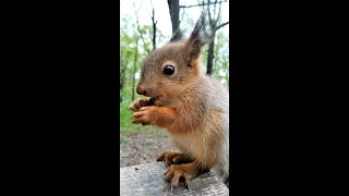 Бельчонок / Little Squirrel