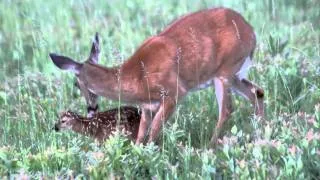 Newborn Whitetail Fawn Part 2