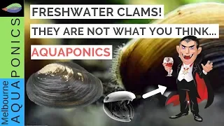 The truth about freshwater clams   mussels