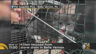 First Responders Rescue Kitten Stuck In Storm Drain