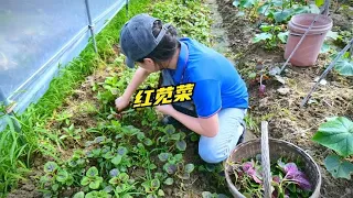 红苋菜沉浸式采摘，汤汁泡饭好看又好吃，好丰富的一大桌菜！安逸