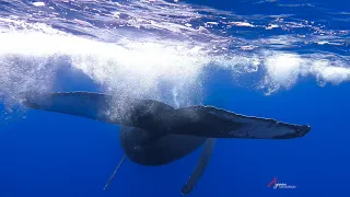 Humpback whale in Mauritius