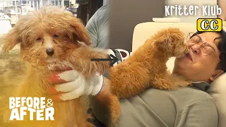 Rescued Dog Turns Into A Kisser | Before & After Makeover Ep 51