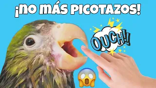 7 tips para que tu loro no te pique o muerda + cómo amansarlo