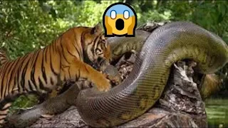 Big Cat Powerful Become Prey Of The Giant Anaconda - Wild Animal Attacks