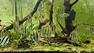 Los  Pterophyllum altum de mi acuario