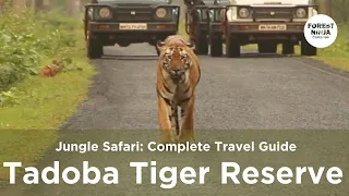 Tadoba Andhari Tiger Reserve Jungle Safari #tadoba #tiger #junglesafari #nationalpark