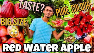 Red water apple ka tast kayse hai aur meetha kayse hai janne kiliya  🔥🔥🔥🔥(part-2)