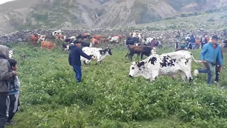 La señalada en el pago de trigo huayco departamento santa victoria oeste provincia de salta